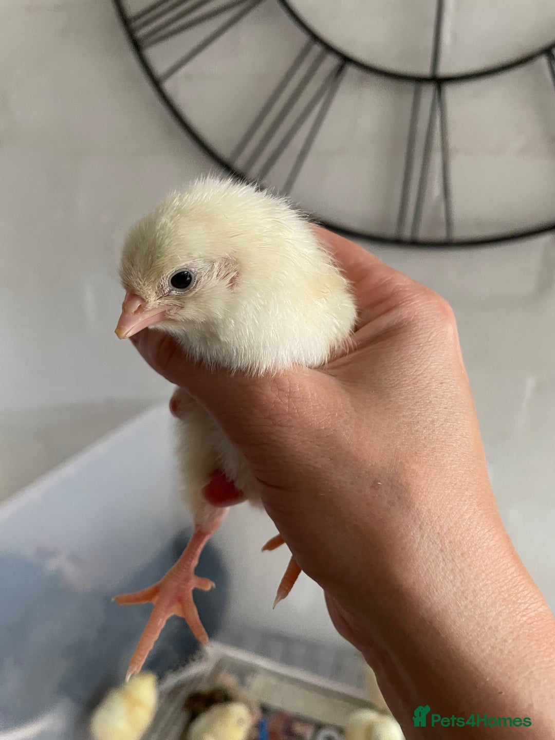 Chickens poultry for sale: Wyandottes, orpingtons - Image 9