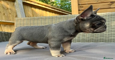 French Bulldog dogs - Advert 5
