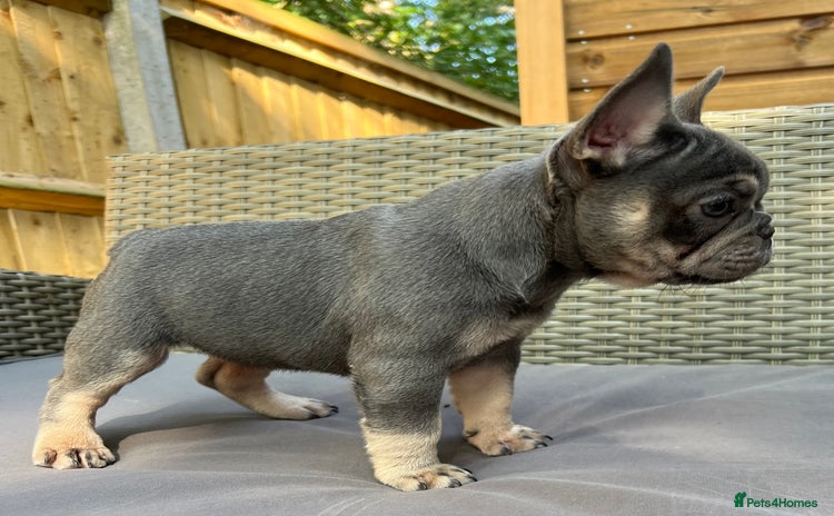 French Bulldog dogs - Advert 7