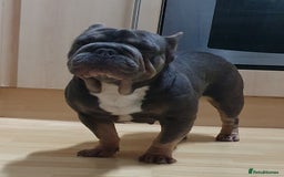 French Bulldog dogs for sale: French bulldog - Advert 1
