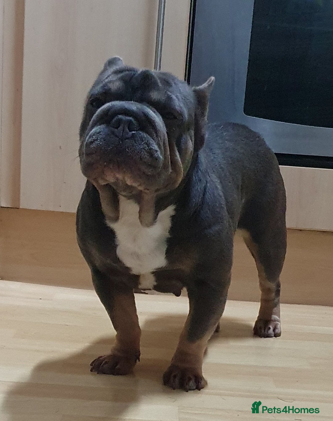 French Bulldog dogs for sale: French bulldog - Advert 1