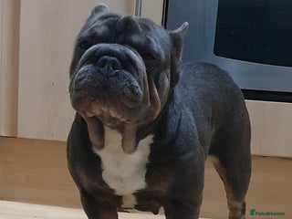 French Bulldog dogs for sale: French bulldog - Advert 1