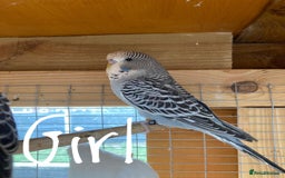 Budgerigars birds for sale: Baby budgies 8 weeks  - Image 5