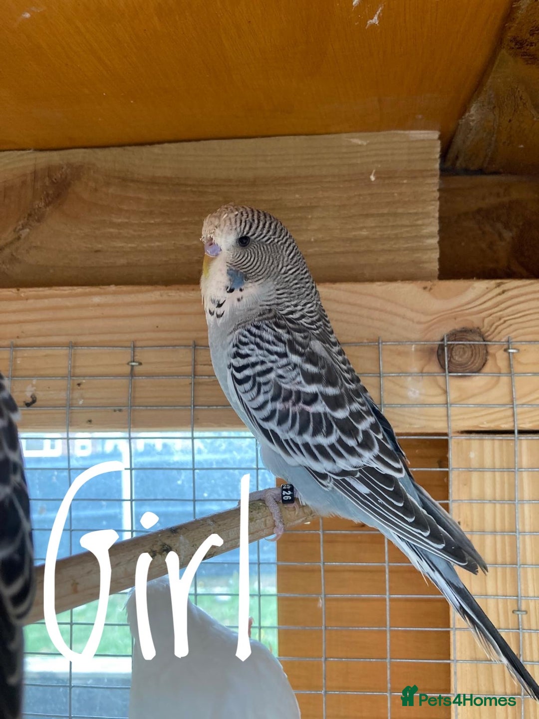 Budgerigars birds for sale: Baby budgies 8 weeks  - Image 5