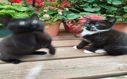 British Shorthair cats for sale: Beautiful kittens  - Image 6