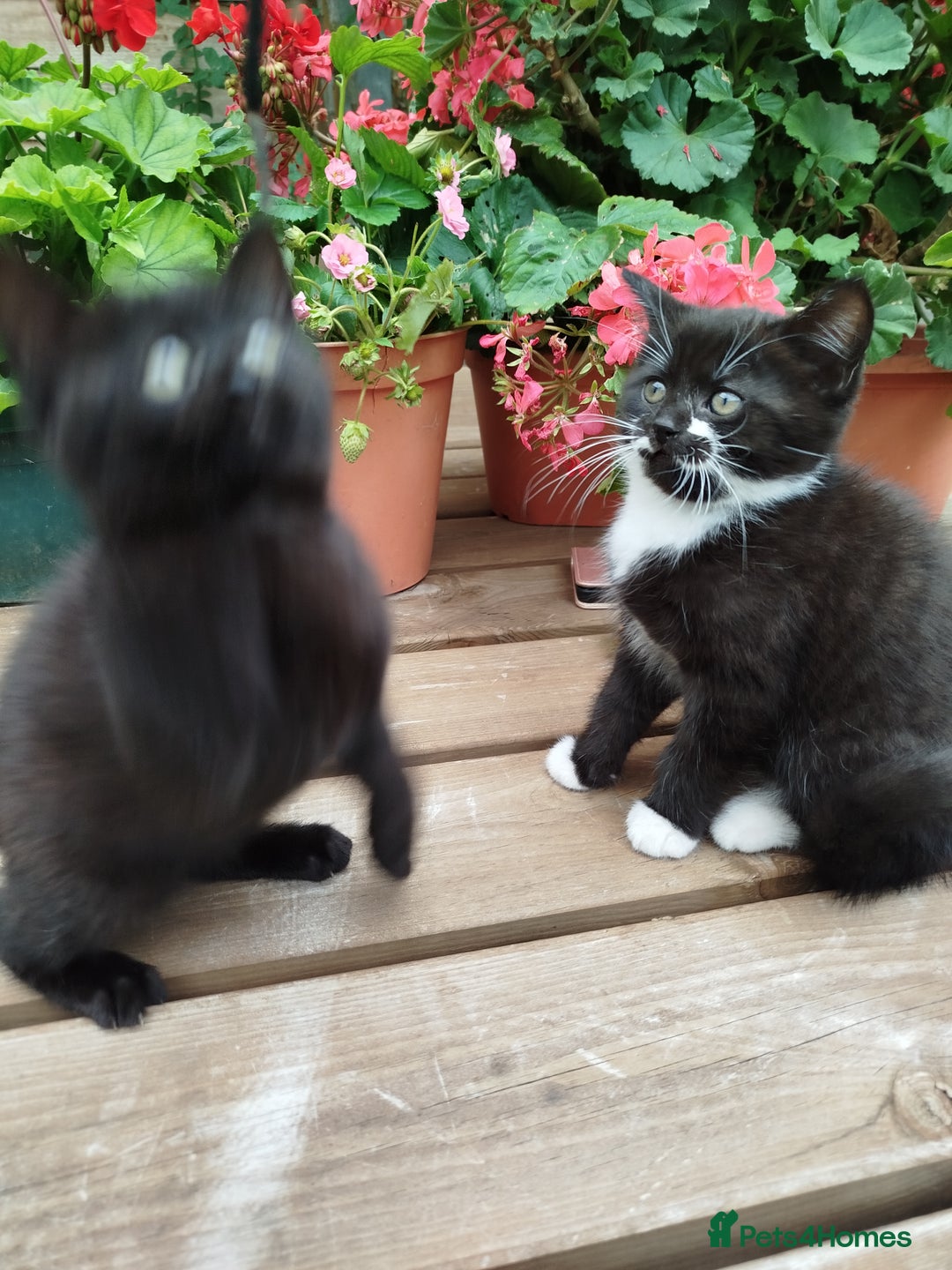 British Shorthair cats for sale: Beautiful kittens  - Image 6
