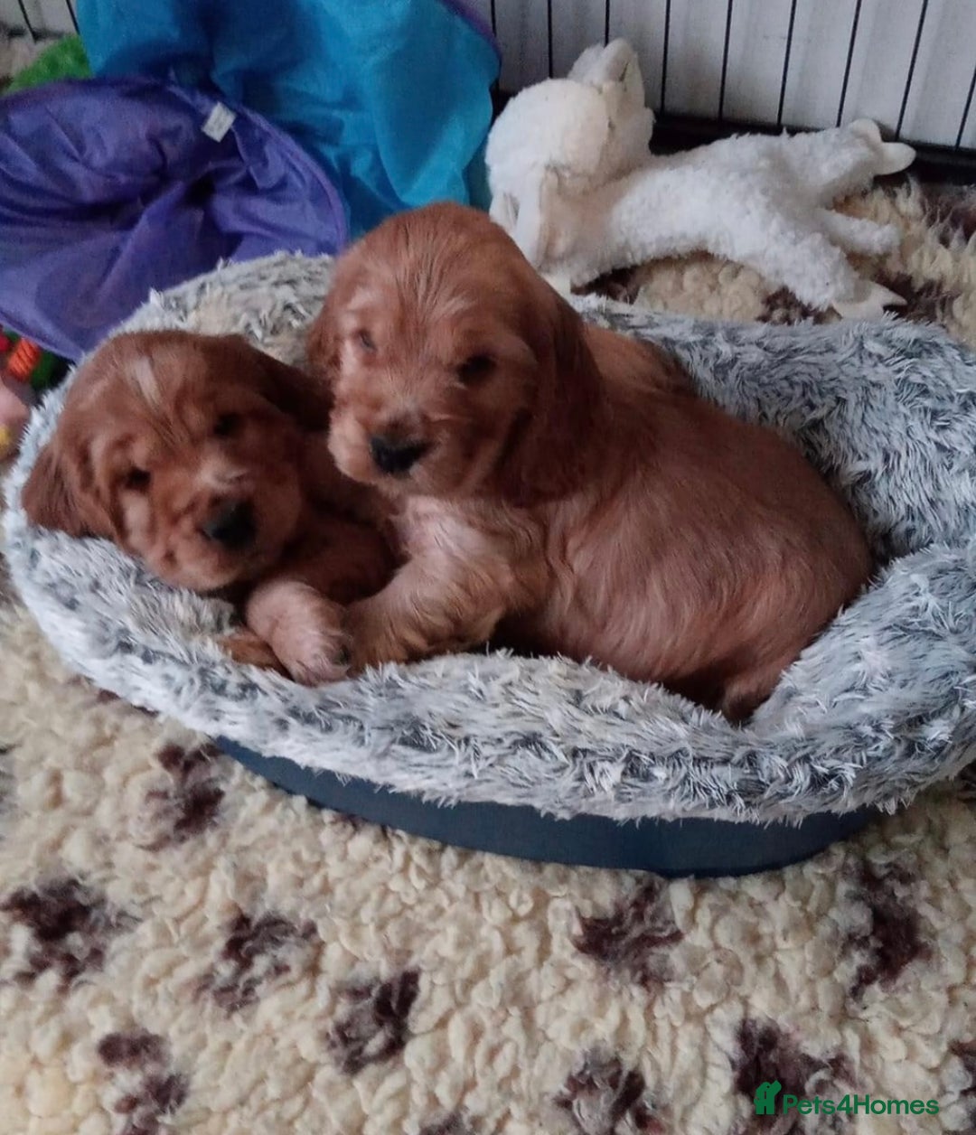 Cocker Spaniel dogs for sale: English Show Cocker Spaniel litter Waiting list  - Image 2