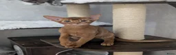 Abyssinian cats for sale: Stunning Abyssinian baby - Advert 1