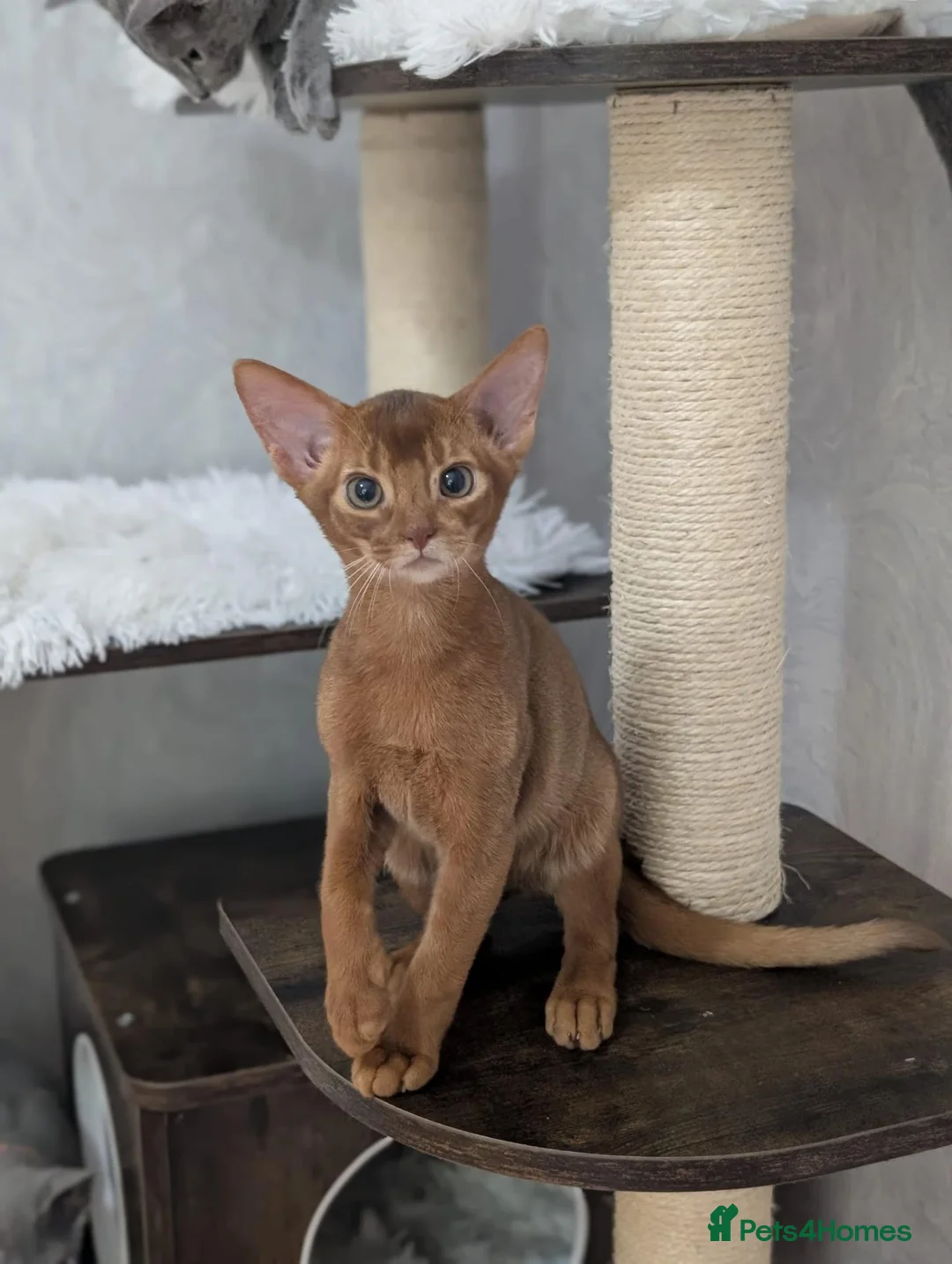 Abyssinian cats for sale: Stunning Abyssinian baby - Advert 1