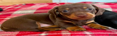 Miniature Dachshund 3