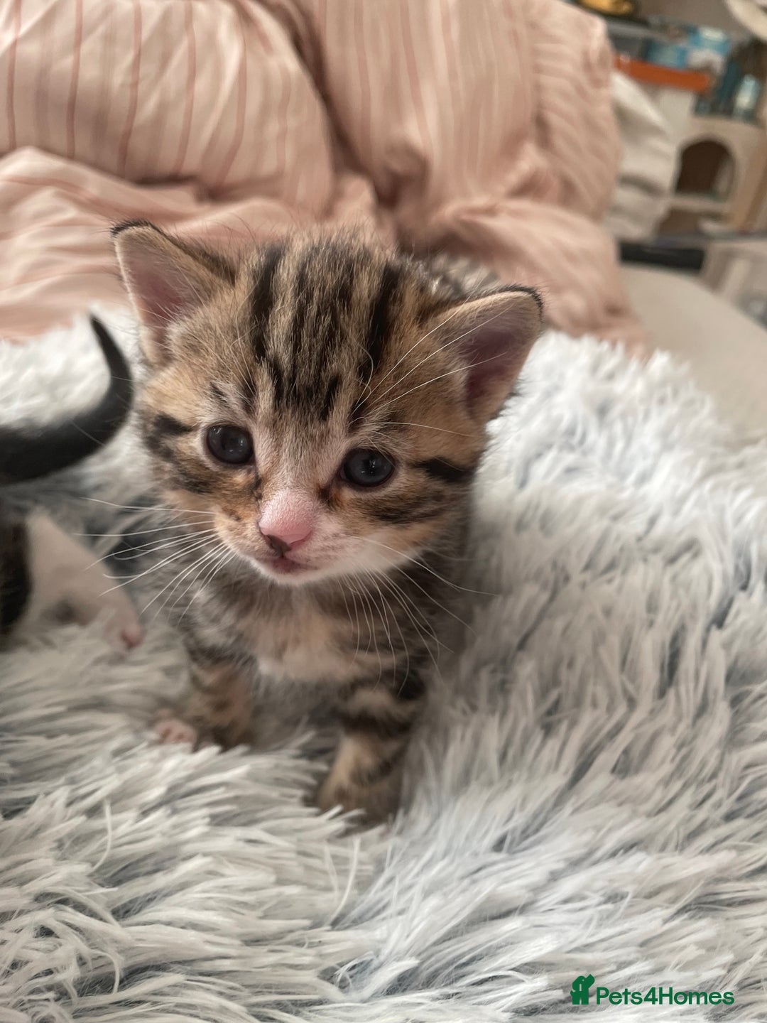 Mixed Breed cats for sale: Mixed kitten  - Advert 3