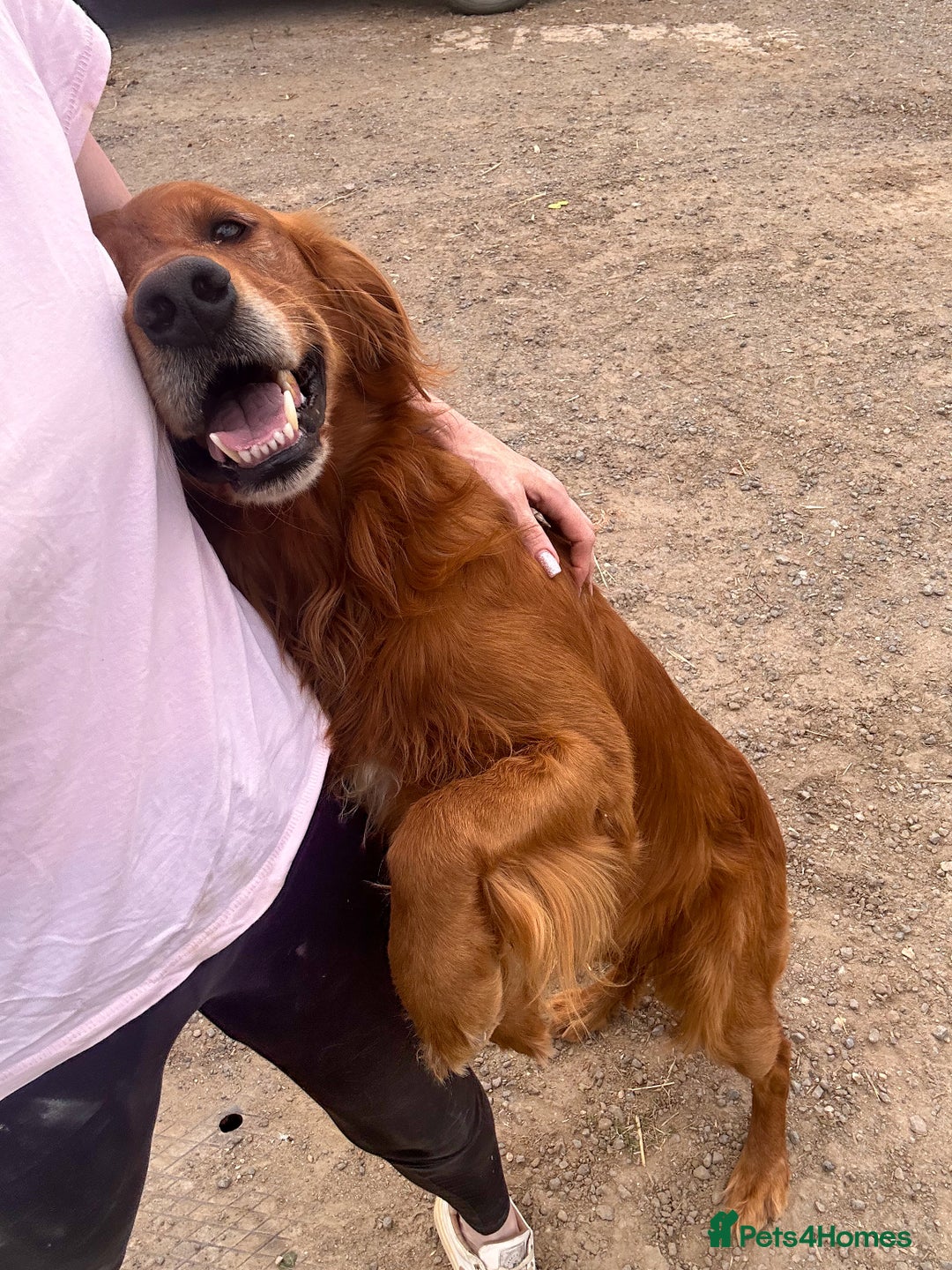 Golden Retriever dogs for stud: Dark Golden USA x FTCH Golden Stud  - Image 3
