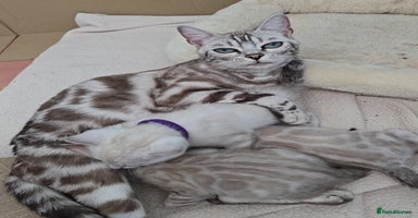 Bengal cats - Advert 12