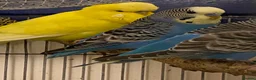 Budgerigars birds for sale: 7 Budgies for sale  - Advert 5