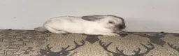 Rex rabbits for sale: Lianne - Advert 2