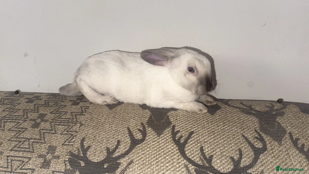 Rex rabbits for sale: Lianne - Advert 2