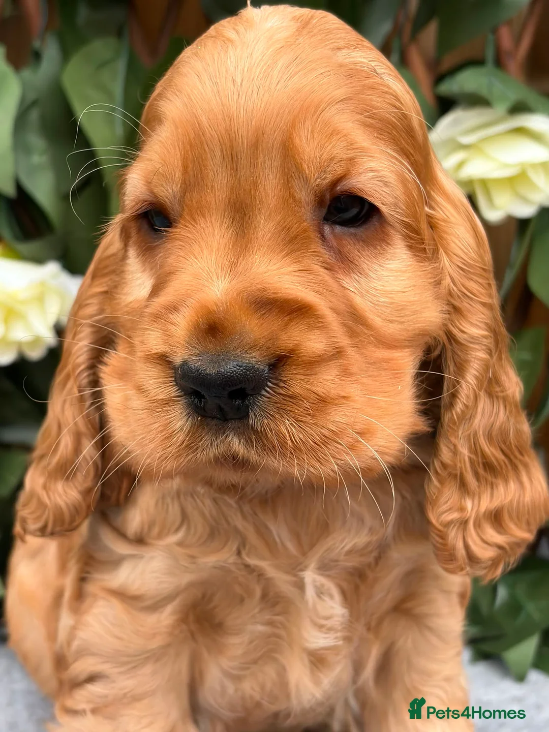 Cocker Spaniel dogs for sale: show quality gold boy ready now! - Advert 2