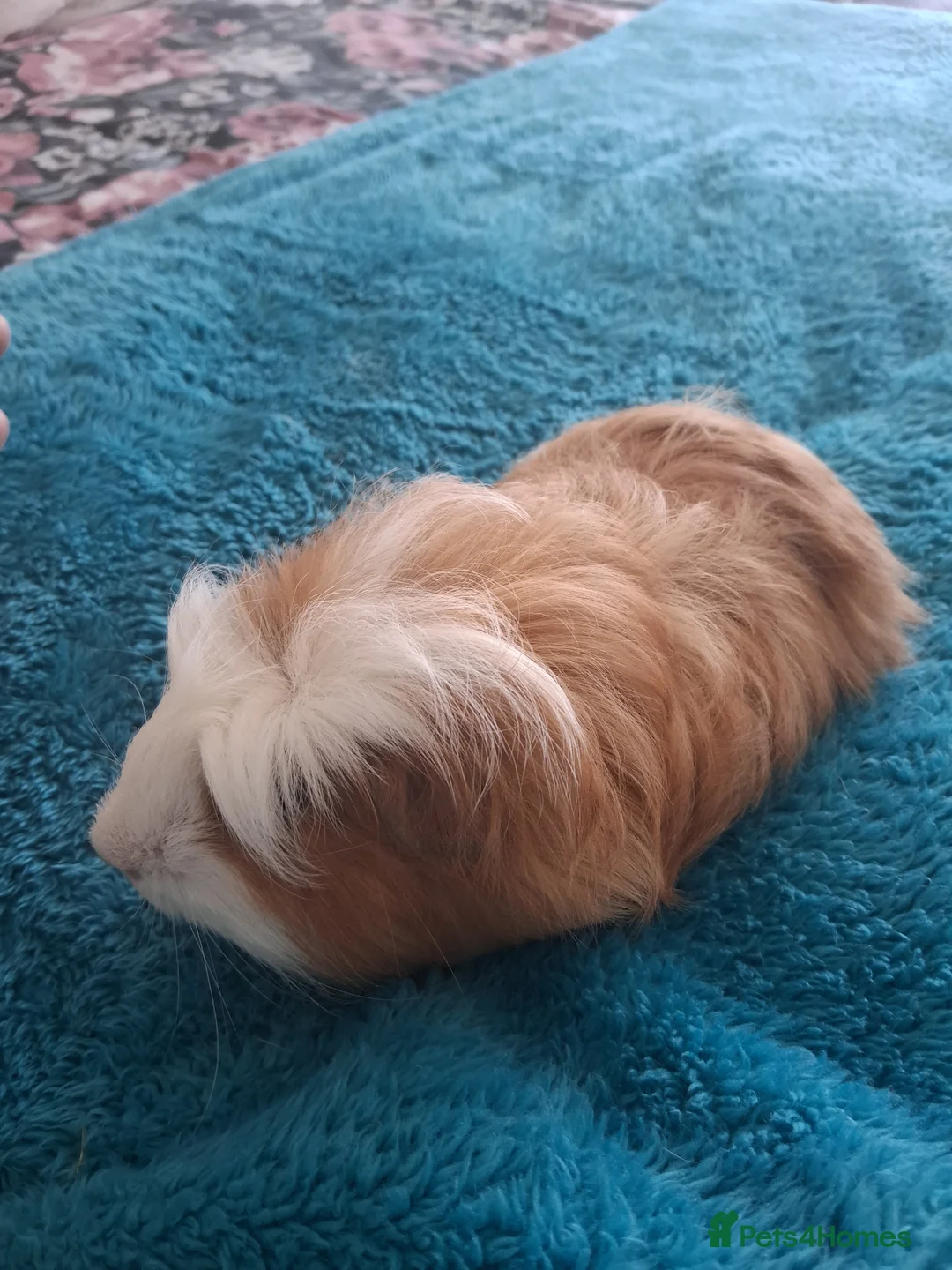Guinea Pig rodents for sale: Guinea pig boar - Advert 2