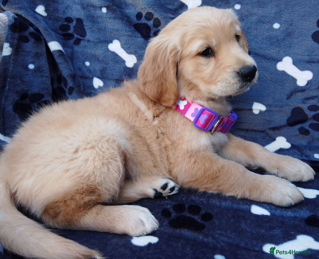 Golden Retriever dogs for sale: Golden retriever puppies extensively health tested - Image 3