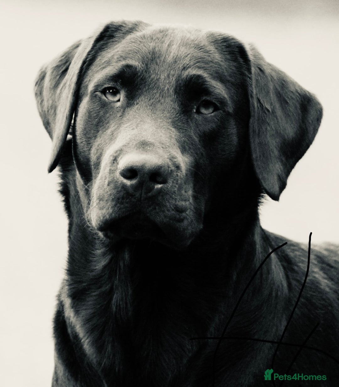 Labrador Retriever dogs for stud: Gorgeous chocolate Labrador  - Image 8
