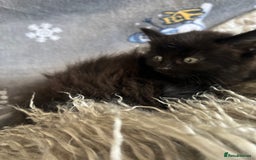 Mixed Breed cats for sale: Kittens  - Image 7