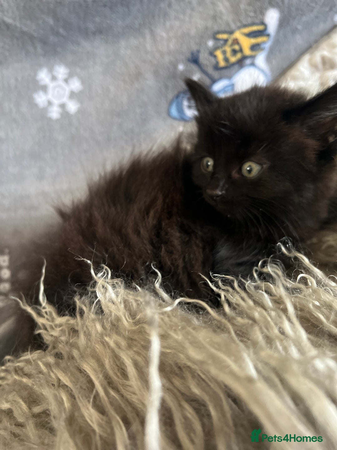 Mixed Breed cats for sale: Kittens  - Image 7