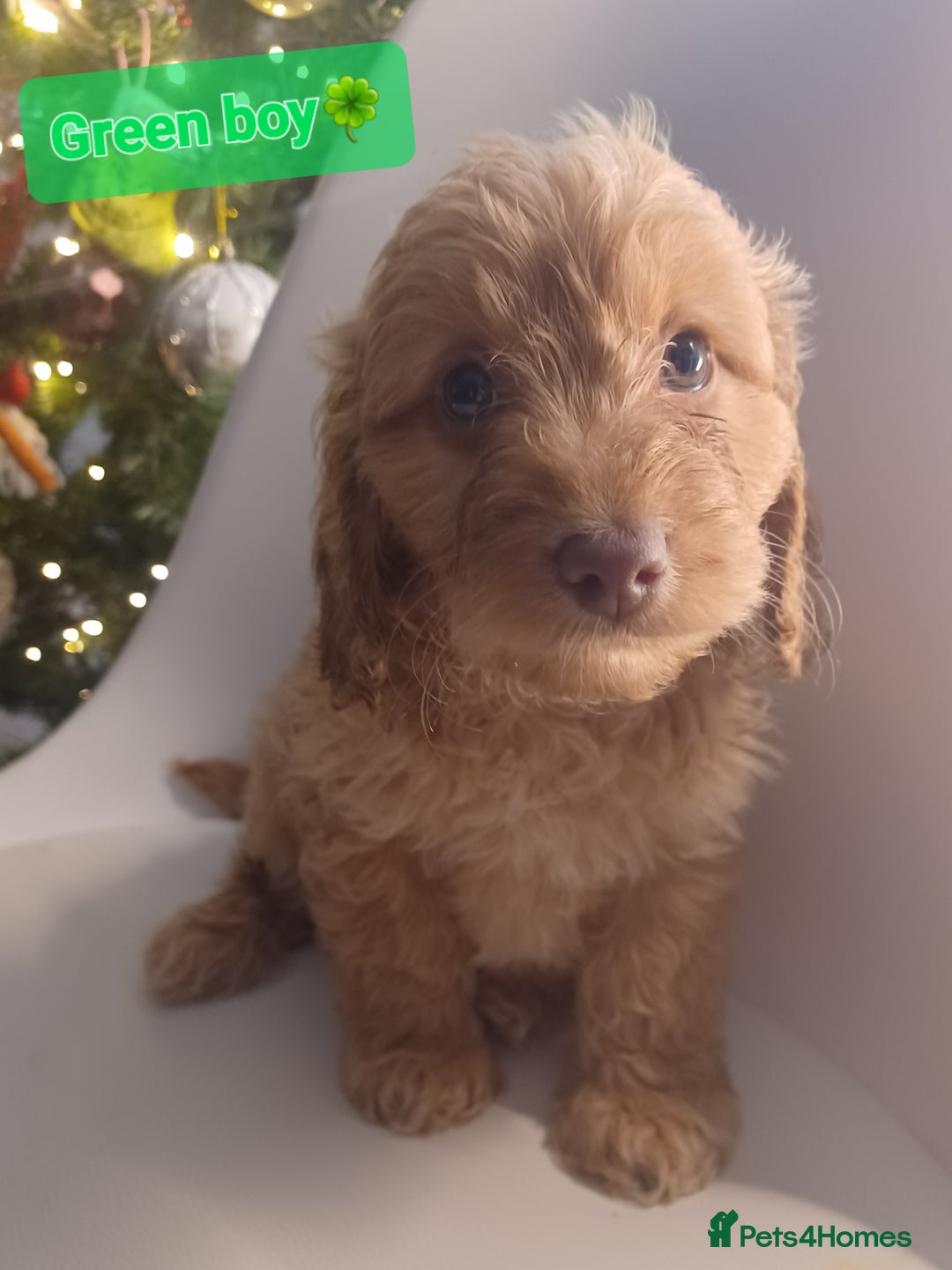 Cavapoo dogs for sale: 🐶  Cavapoo/ miniature poodle 🐶  - Advert 21