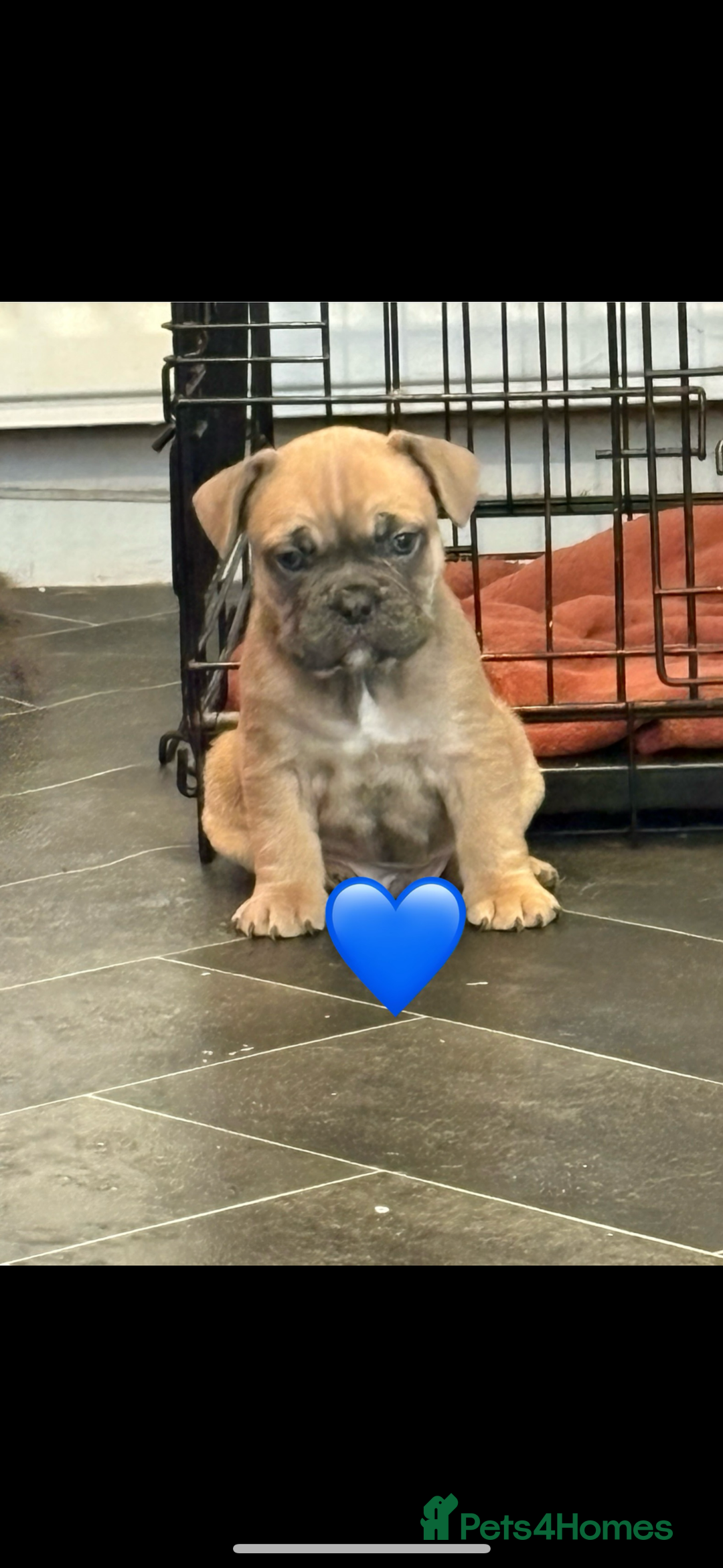 French Bulldog dogs for sale: *REDUCED* READY TO LEAVE French bulldogs  - Advert 7