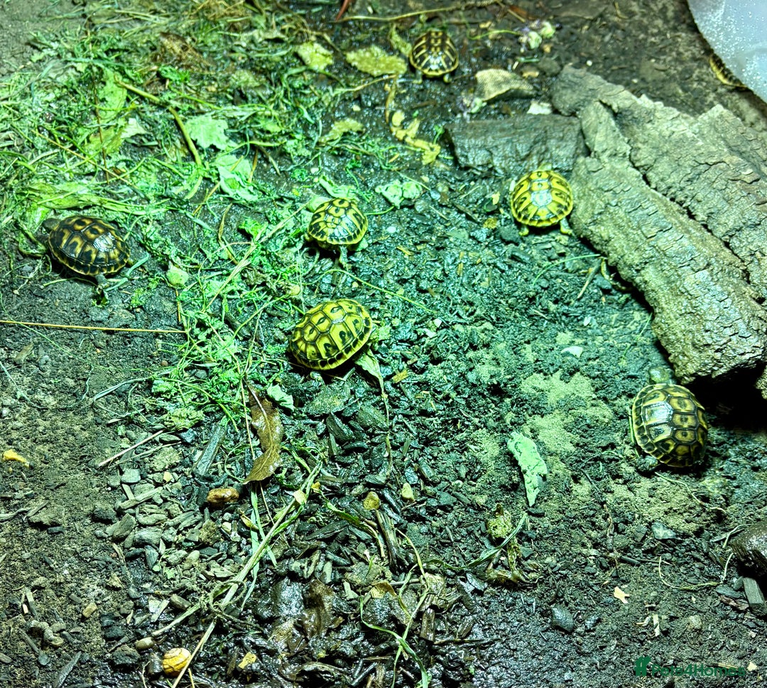 Tortoise reptiles for sale: Western Hermanns -Testudo Hermanni Hermanni - Image 3