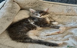 Maine Coon cats for sale: READY NOW~ 1 loving boy left  - Image 3