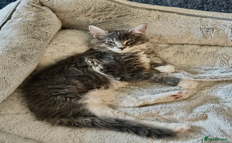 Maine Coon cats - Advert 4
