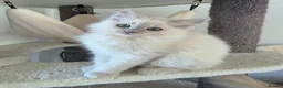 Ragdoll cats for sale: Introducing my litter of Cherubim Ragdolls in Newport-on-Tay - Advert 12