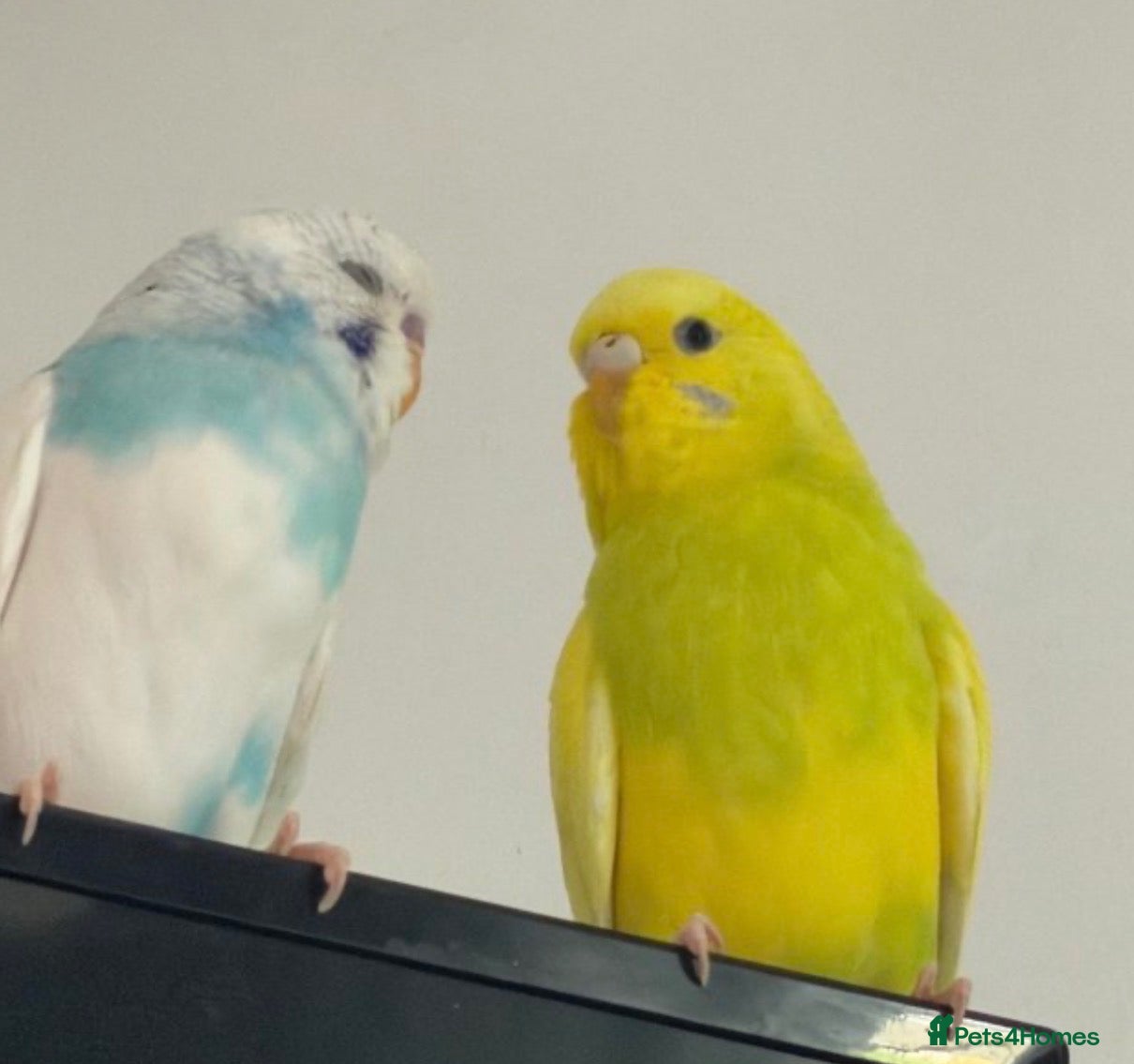 Budgerigars birds 2 budgies for forever home - Advert 4