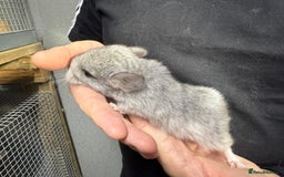 Chinchilla rodents for sale: Chinchilla Kits - Male & Female - Image 7