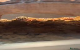Leopard Gecko reptiles for sale: Ziggy Leopard Gecko - Image 3