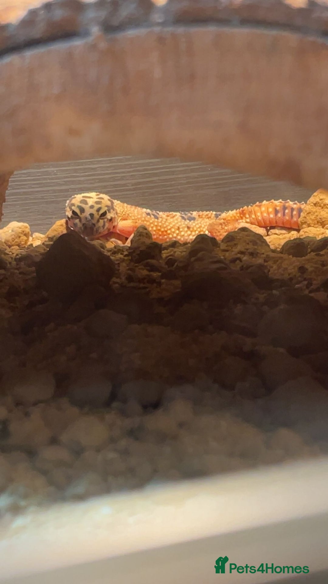 Leopard Gecko reptiles for sale: Ziggy Leopard Gecko - Image 3