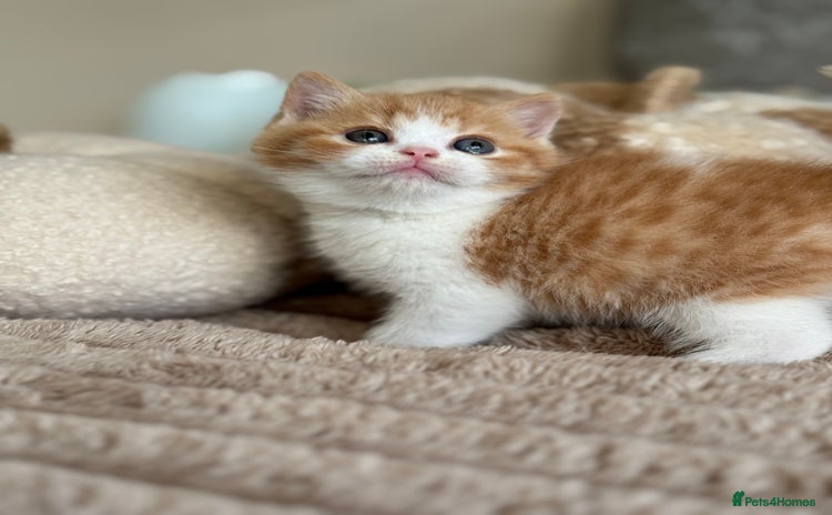 British Shorthair cats - Advert 4