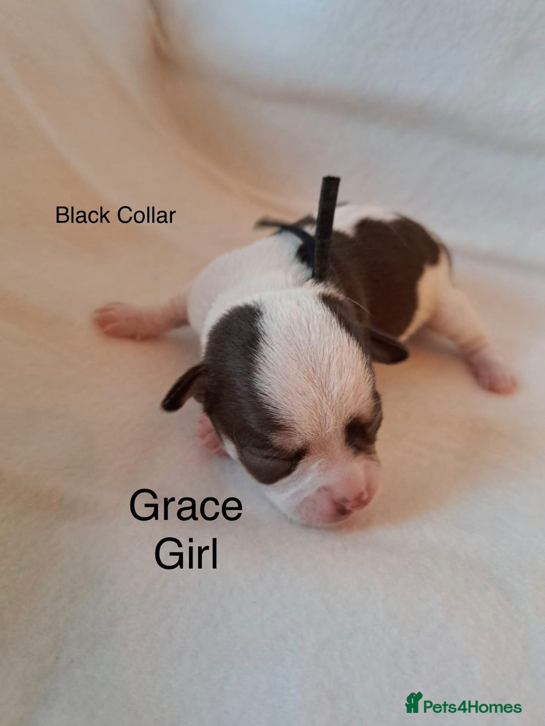 Chihuahua dogs for sale: Beautiful Chihuahua pups - Advert 11