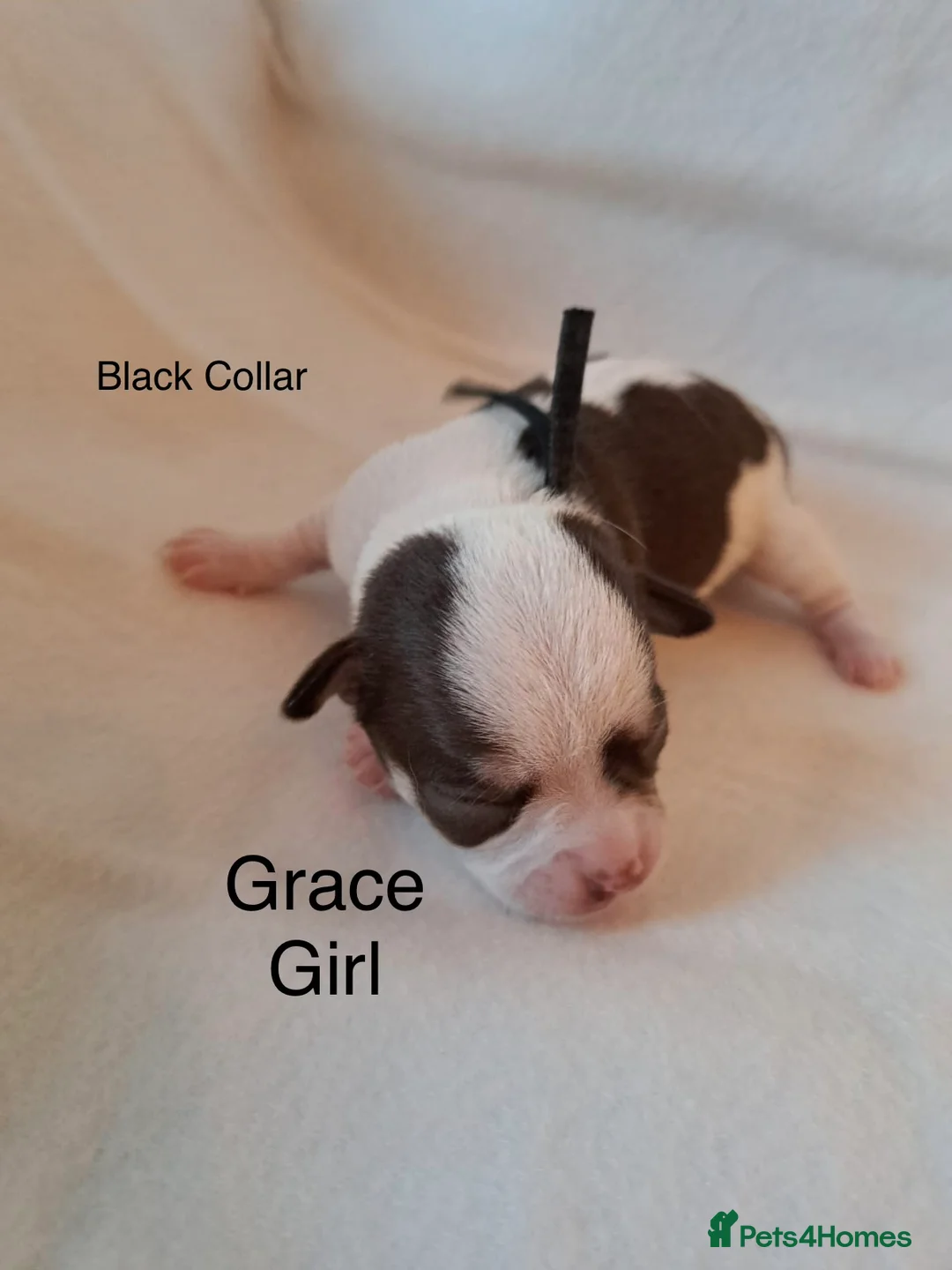 Chihuahua dogs for sale: Beautiful Chihuahua pups 1 Boy left  - Advert 13