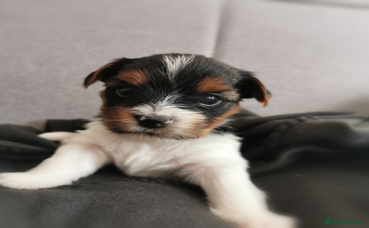 Yorkshire Terrier dogs in Hull - Advert 4