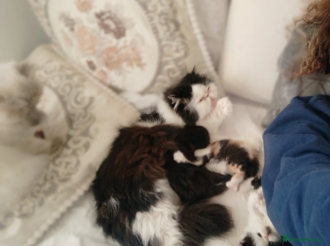 Persian cats for sale: Exotic Persian kittens  - Advert 12