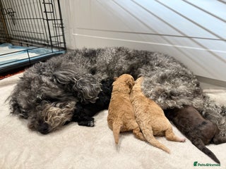 Toy Poodle dogs - Advert 13