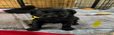 Labrador Retriever Puppy 2