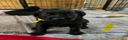 Labrador Retriever dogs for sale: Labrador puppies  - Advert 21