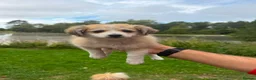 Pomeranian dogs for sale: 3 Pomeranian Puppies Ready in Preston - Advert 4