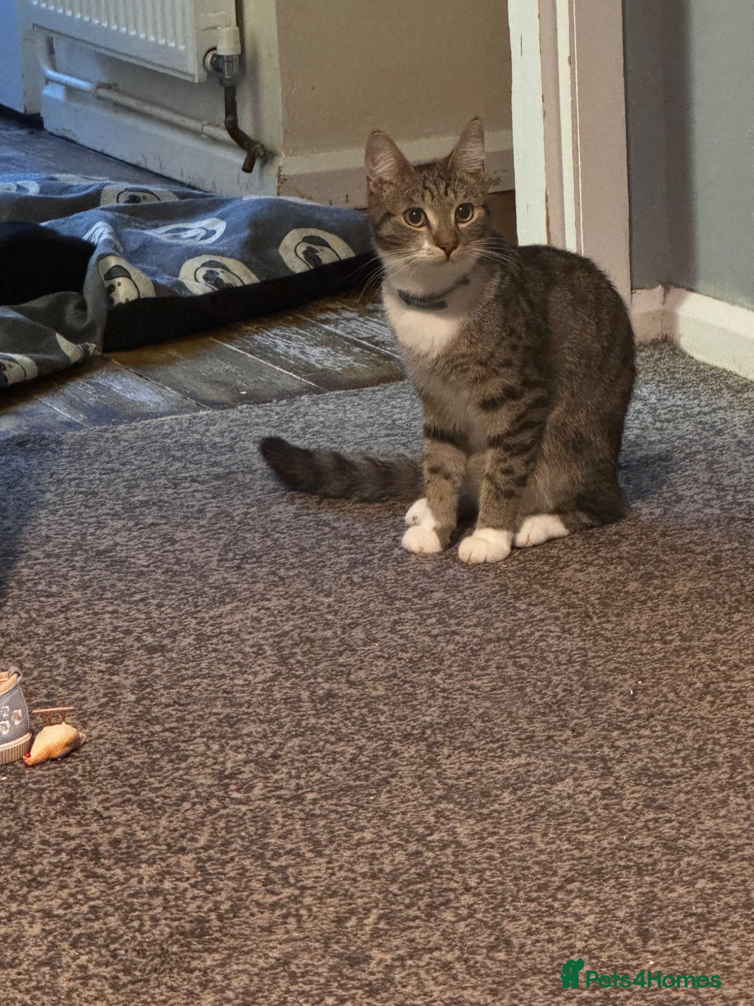 Domestic Shorthair cats Ozzy male neutered cat  - Advert 4