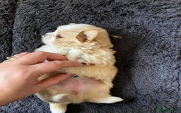 Mixed Breed dogs for sale: Pomeranian Puppies - £1,500 each - Image 3