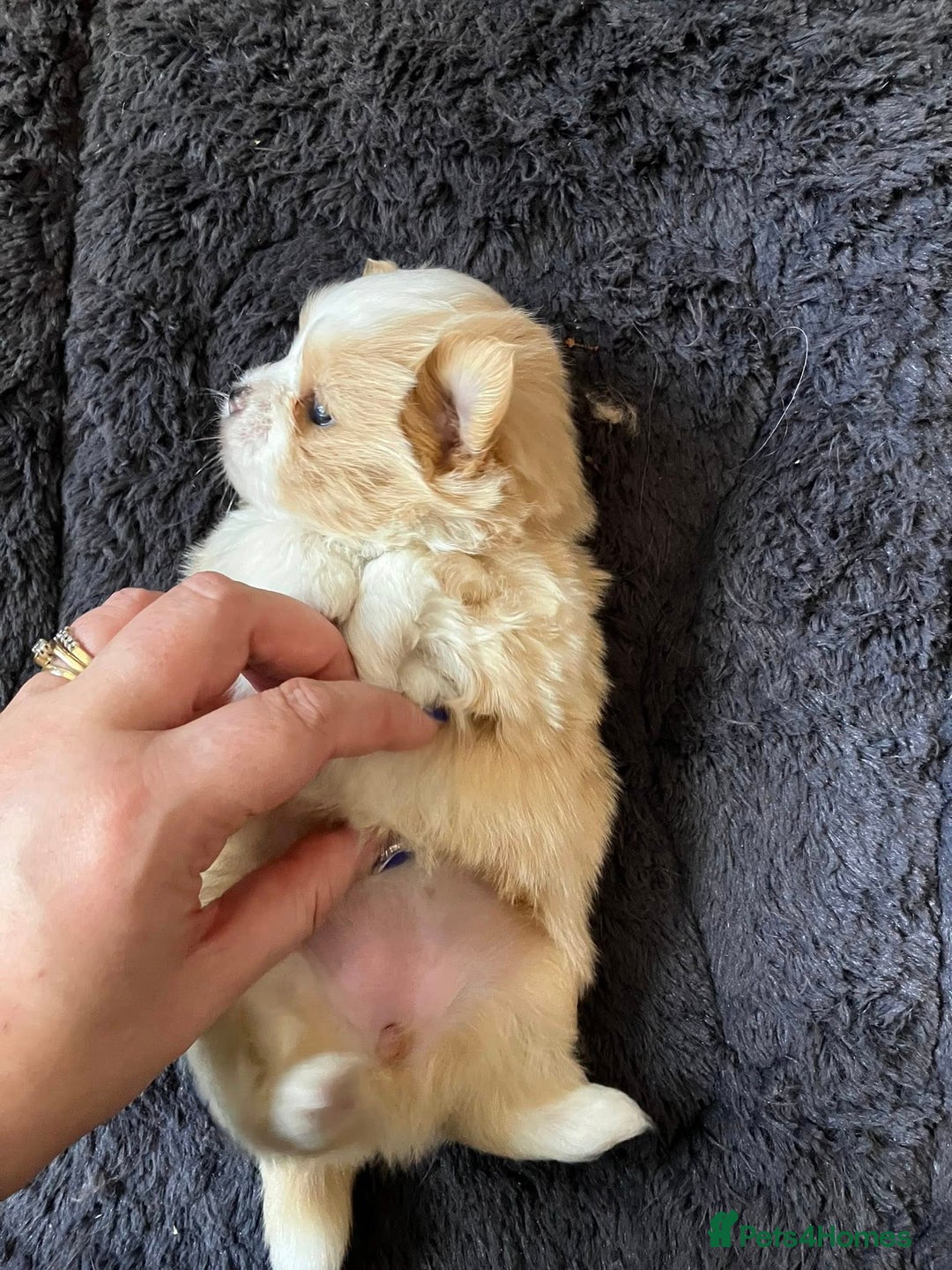 Mixed Breed dogs for sale: Pomeranian Puppies - £1,500 each - Image 3