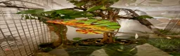 Chameleon reptiles for sale: Home-bred Panther Chameleon Babies for Sale - Advert 8