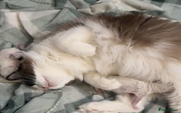 Ragdoll cats for sale: 5 ragdoll kittens GCCF  - Image 24